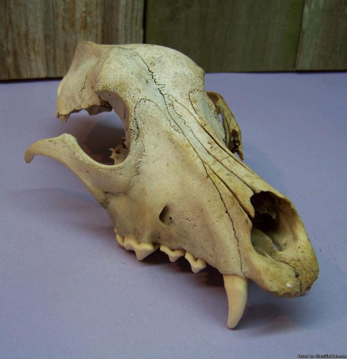 Authentic Old Coyote Skull Bone