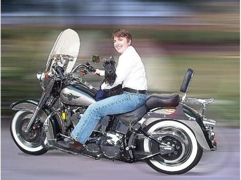 1996 Harley-Davidson Heritage Softail SPECIAL