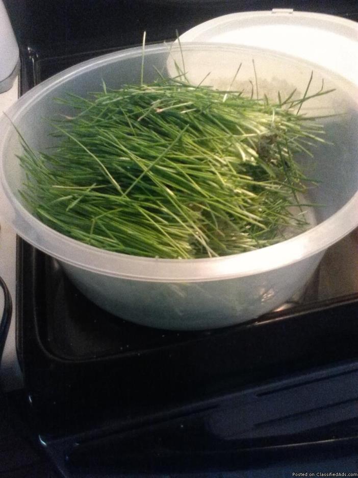 Naturally Grown Wheatgrass for Sale