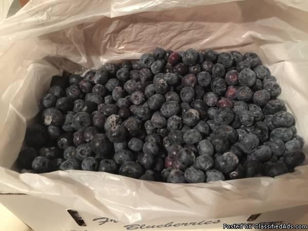 Grade A Frozen Blueberries For Sale