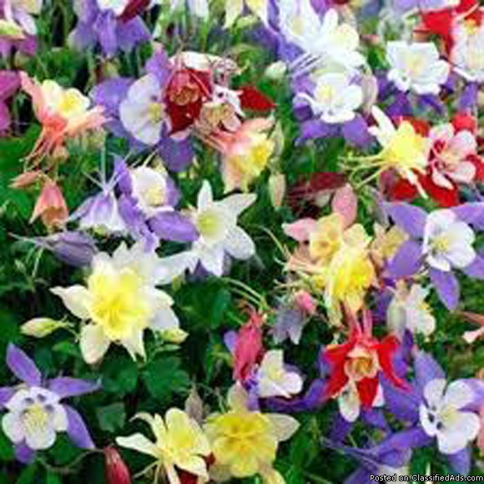 Columbine Mix Heirloom NON GMO Seeds, Order now, Free shipping, 0