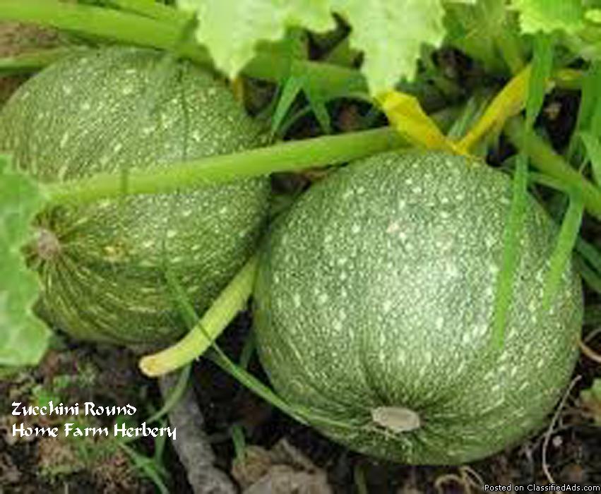 Zucchini Round (Squash) Heirloom Seeds, Order now, FREE shipping