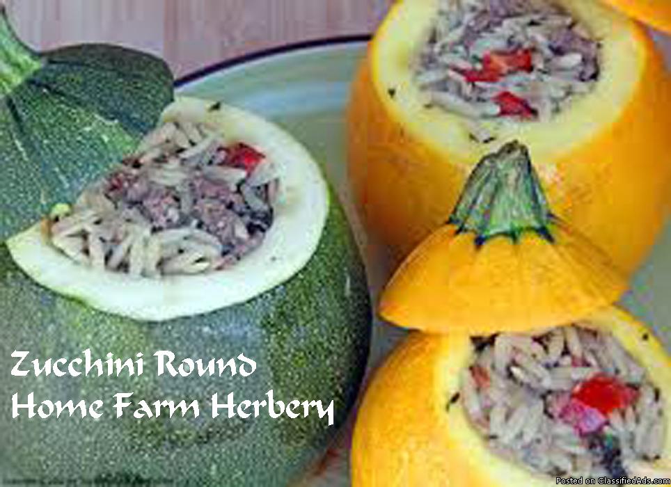 Zucchini Round (Squash) Heirloom Seeds, Order now, FREE shipping, 1