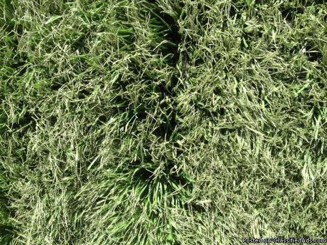 Everything Must Go On This Huge Artificial Grass Sale!!!, 0