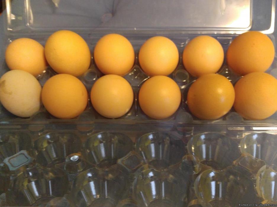 Organic, Brown Eggs for Sale
