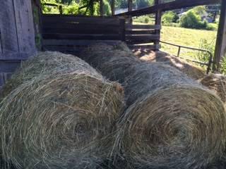 4' x 5' Round Bales of hay for sale. First cutting., 0