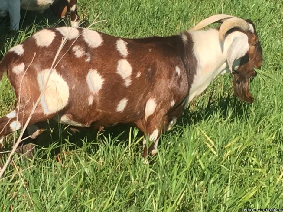 Boer buck for sale