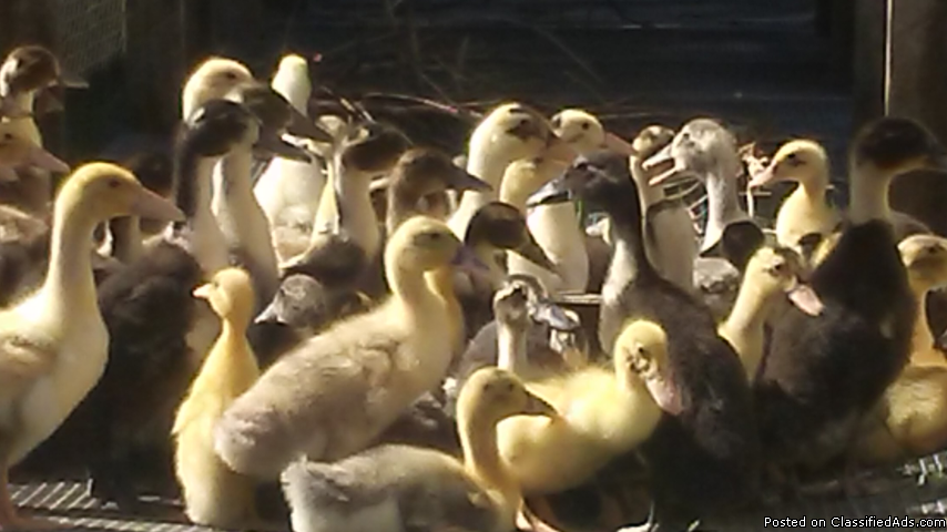 Ancona ducklings for sale, 0