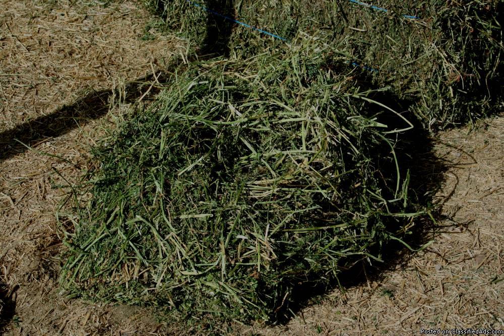 Nice Alfalfa 2 tie hay for sale, 0