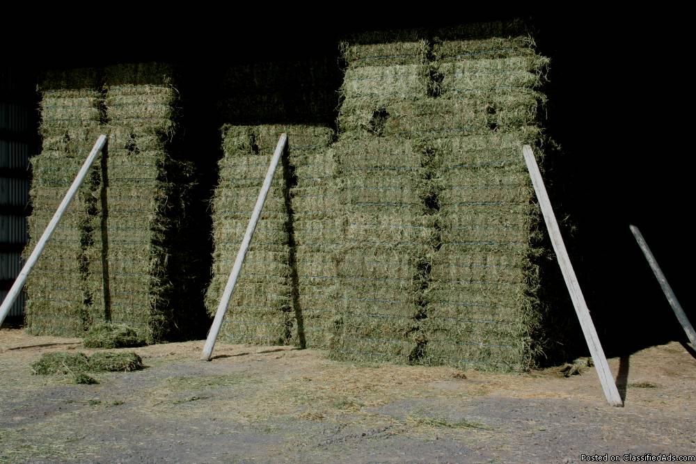 Nice Green Alfalfa Hay, 2