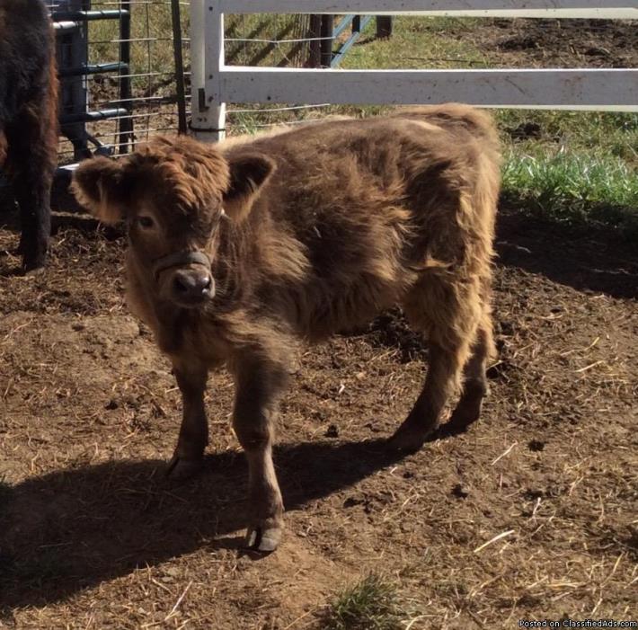 Scottish Highlander Calfs