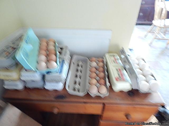 FREE RANGE CHICKEN EGGS BROWN, & MAYBE SOME GREEN & WHITE $2.50 a dz.  also...