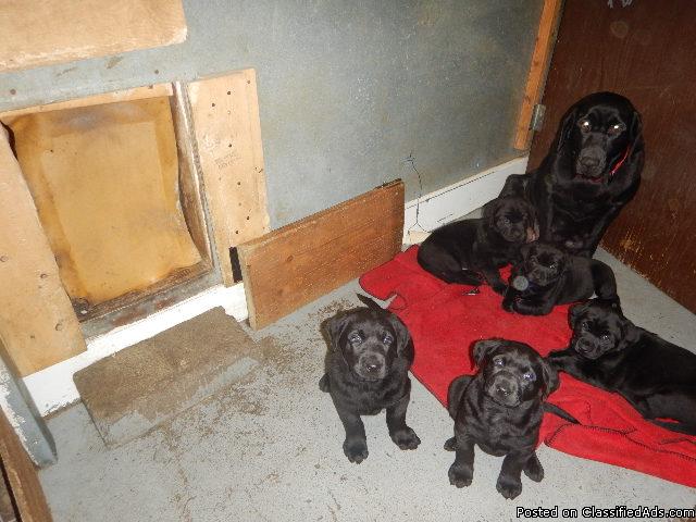 AKC REG Sire Dam with top line [Pedigree of Hunting/Field lab puppies