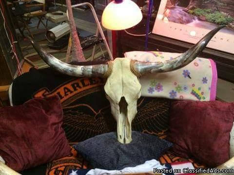 Beautifully decorated and adorned Skull and horns mount, 0