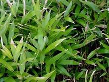 #8 Shibataea Lancifolia
