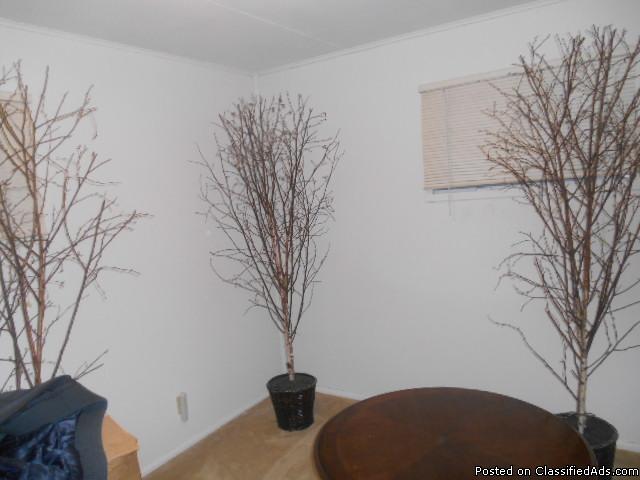 3   ...6' birch accents for living room or wherever, 0