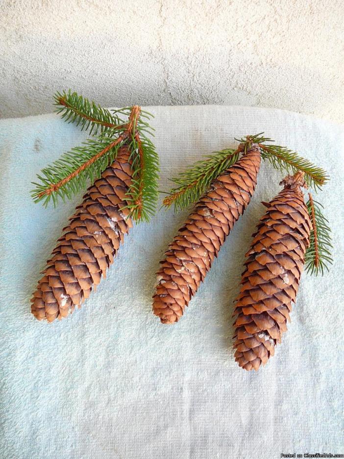 SPRUCE PINE CONES for Sale, 1
