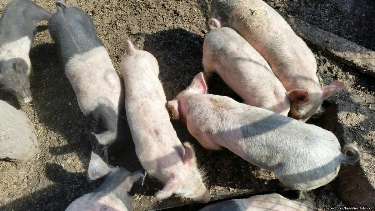 Feeder Pigs, 2