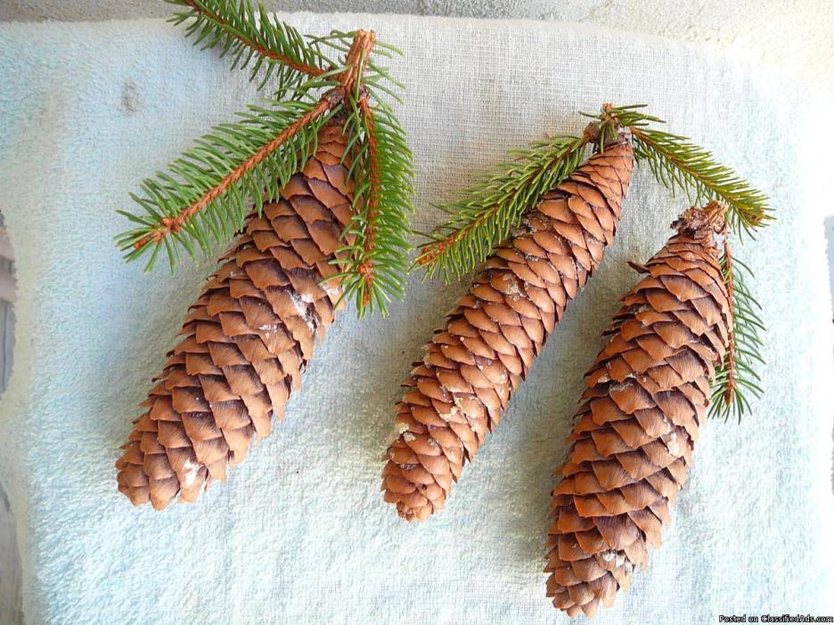 SPRUCE PINE CONES for Sale