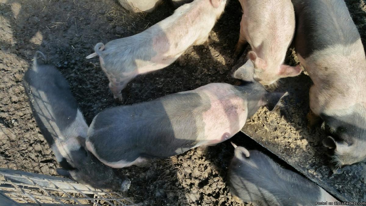 Feeder Pigs, 1