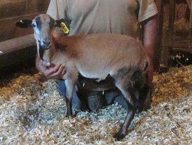 Barbados Blackbelly Sheep - Young Ewes