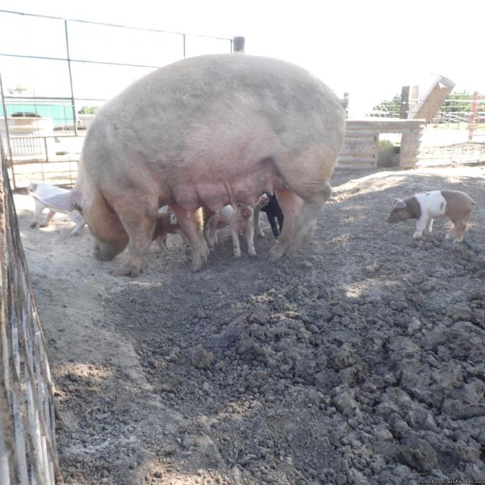 Hogs for sale  (sows), 0