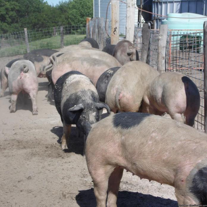 Hogs for sale  (sows), 1