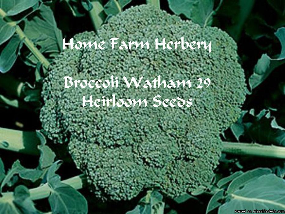 Broccoli, Waltham 29 Heirloom Seeds, Order now, FREE shipping, 0