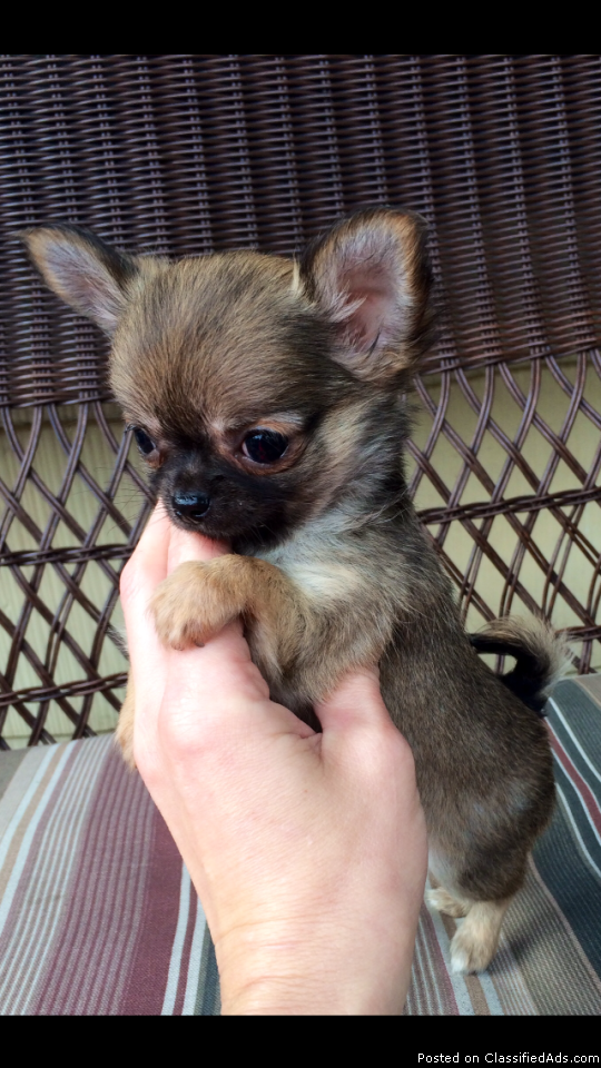 Christmas chihuahua puppies ready for adoption