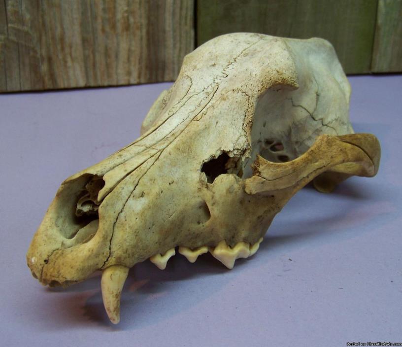Authentic Old Coyote Skull Bone, 1