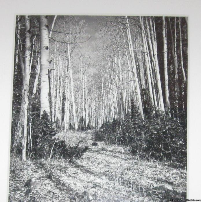 Giclee’ Print “Autumn in Black & White” by Linda Pampinella Beaver...