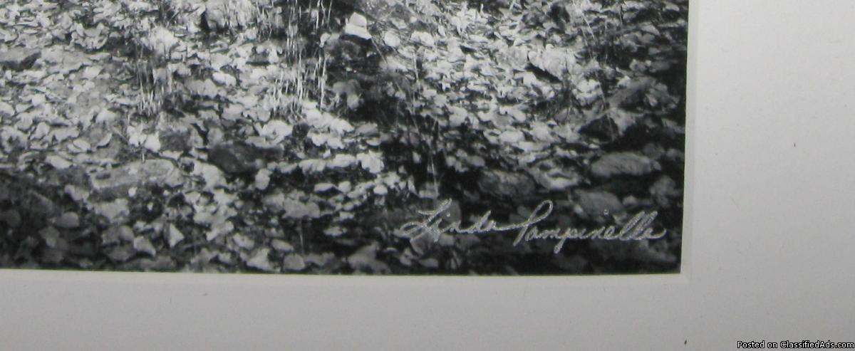 Giclee’ Print “Autumn in Black & White” by Linda Pampinella Beaver..., 4
