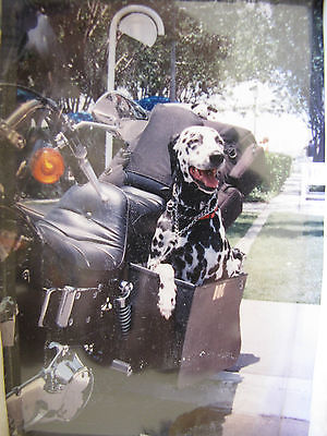 Harley-Davidson : Dyna 1996 harley davidson dyna wide glide take your dog for a ride beautiful con 1