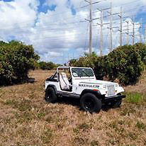 Jeep : Wrangler S Sport Utility 2-Door 1988 jeep wrangler s sport utility 2 door 4.2 l 88000 miles
