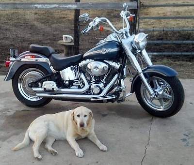 Harley-Davidson : Softail The harley is blue, great condition, softail, and has blue LED lights